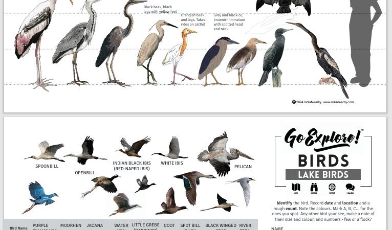 Go Explore Birds - Lake Birds Field Guide