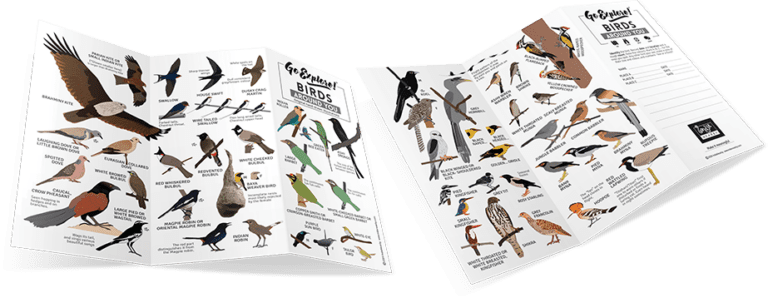 Go Explore Birds Around You - Field Guide
